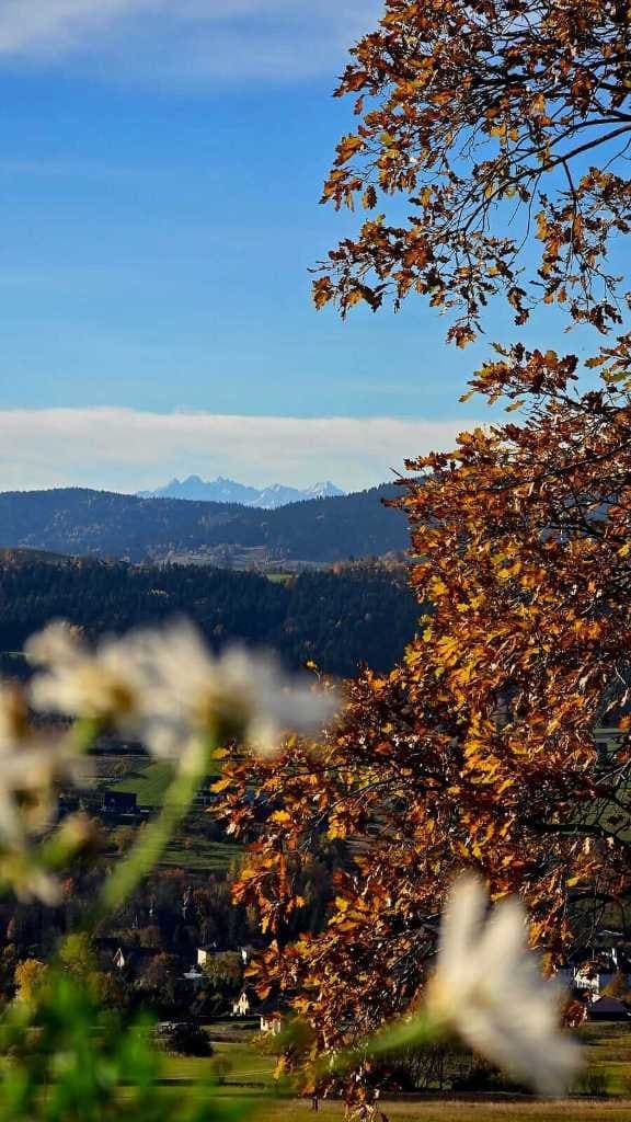 zdjęcie - gallery/mduh4lvpycx84vesx2ec